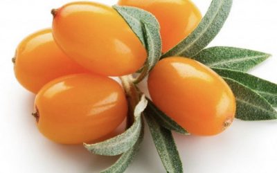 The importance of Sea Buckthorn