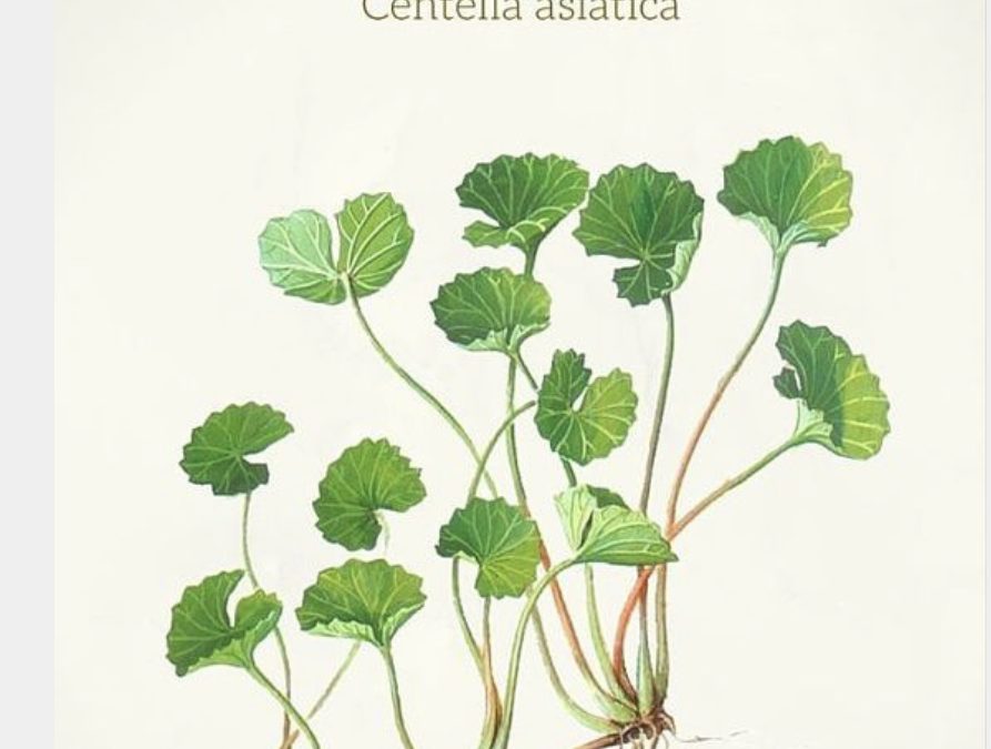 Centella Asiatica
